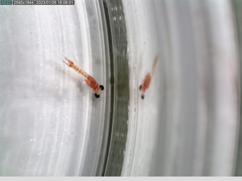 Mysid Shrimps Navigate Home Through Unique Chemical Scents, Reveals Study‌