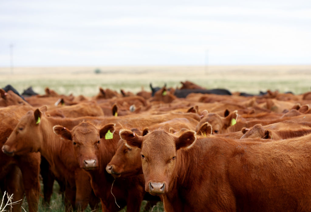 Beef Prices Climb As Egg Costs Set to Surge Over 40%