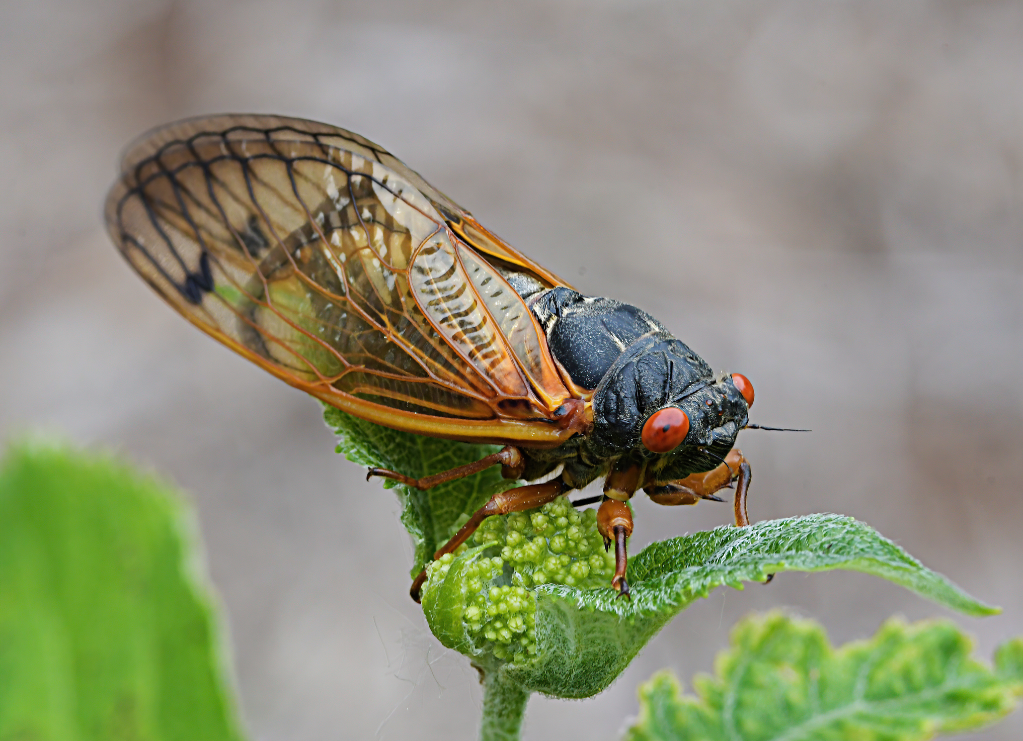 Rare Dual Cicada Emergence Expected to Bring Two Species Together for First Time in 221 Years