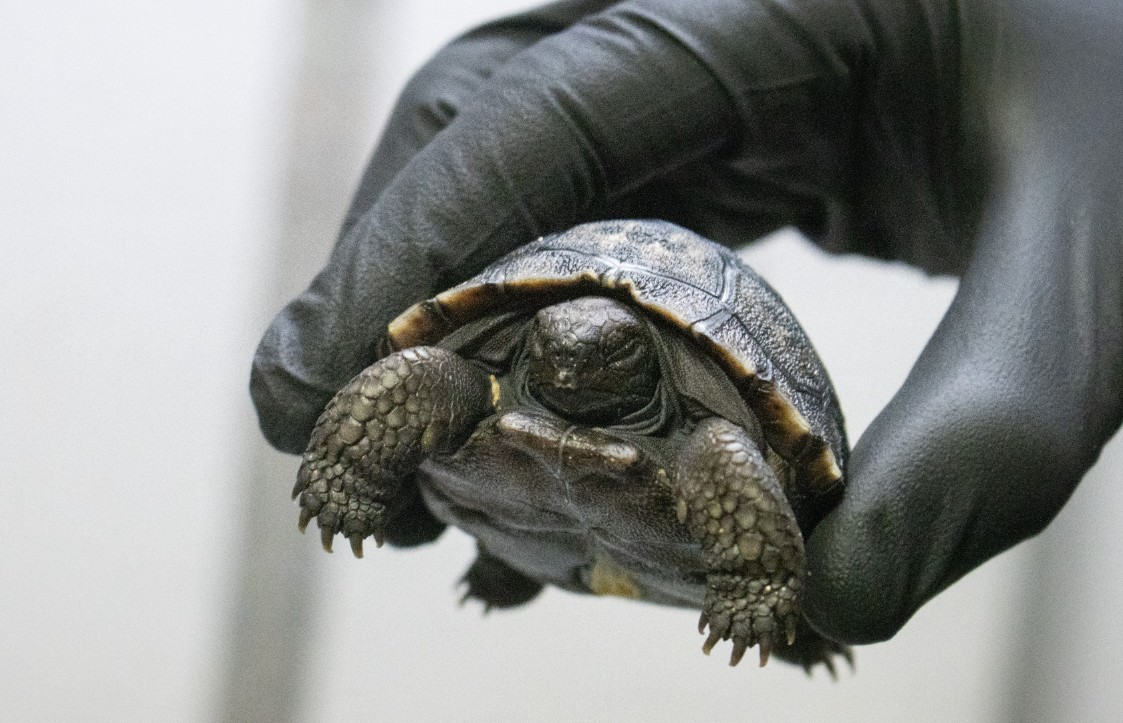Sixteen Critically Endangered Tortoise Hatchlings Make Debut at Philadelphia Zoo