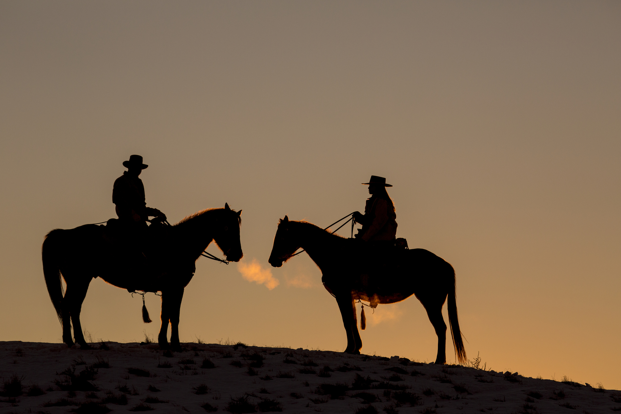What Happens to a Horse if It’s Rider Gets a DUI While Evading Police? California Man is Finding Out