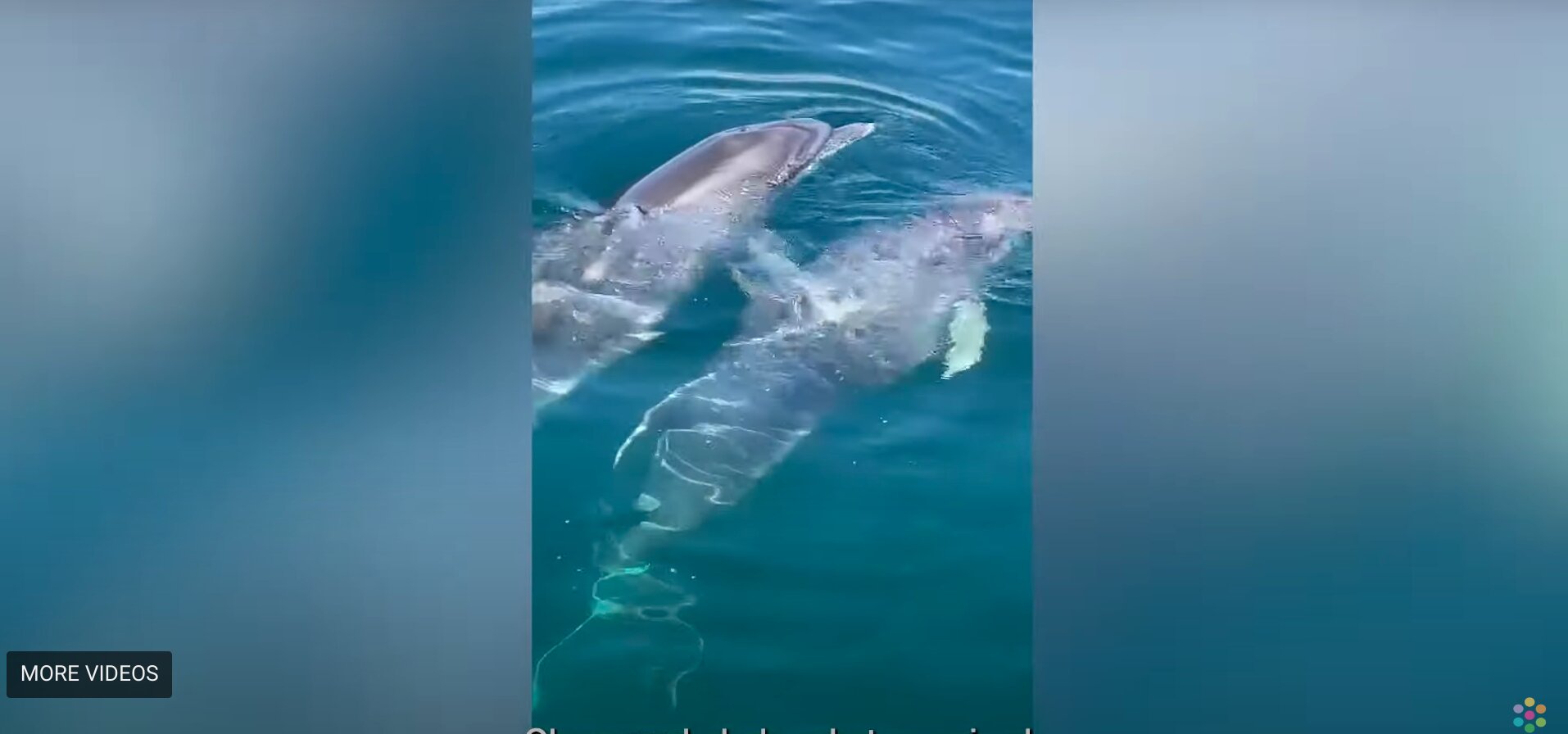 Young Dolphin Trapped in Anchor Line Saved by Fisherman With the Help of the Animal’s Mother