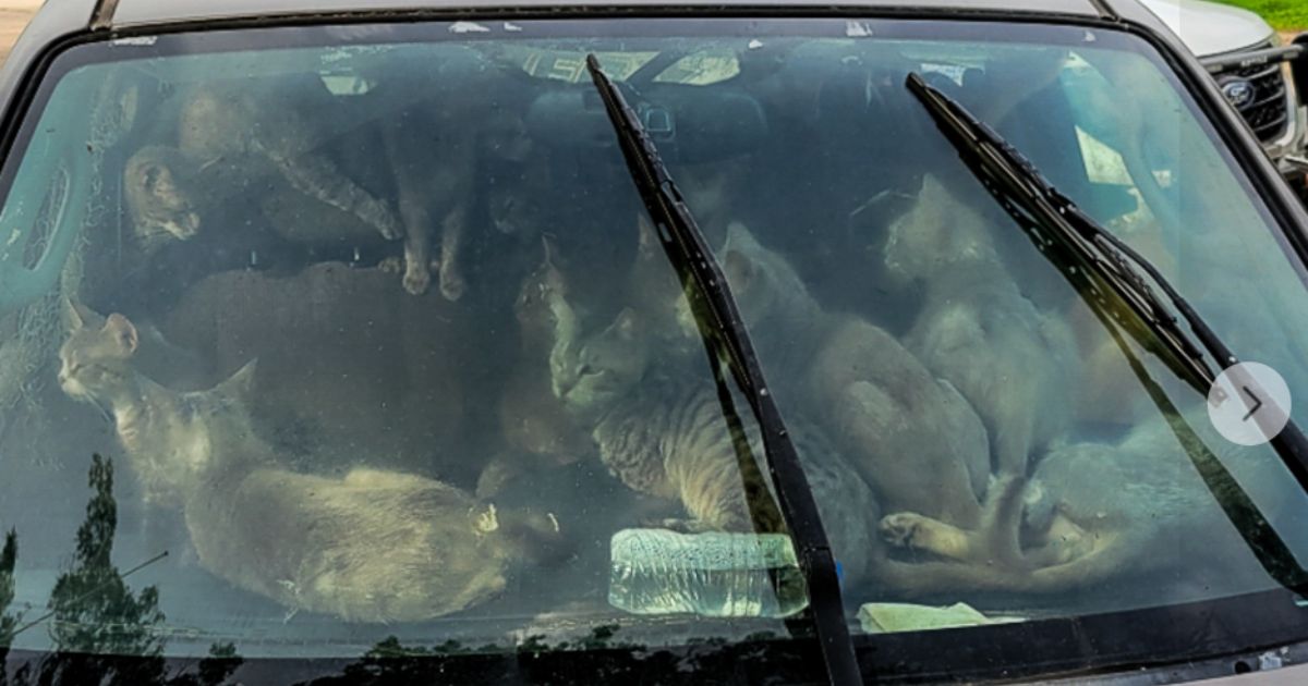 Authorities Find 47 Cats in Car at a Minnesota Rest Stop on 'Sweltering' Hot Day