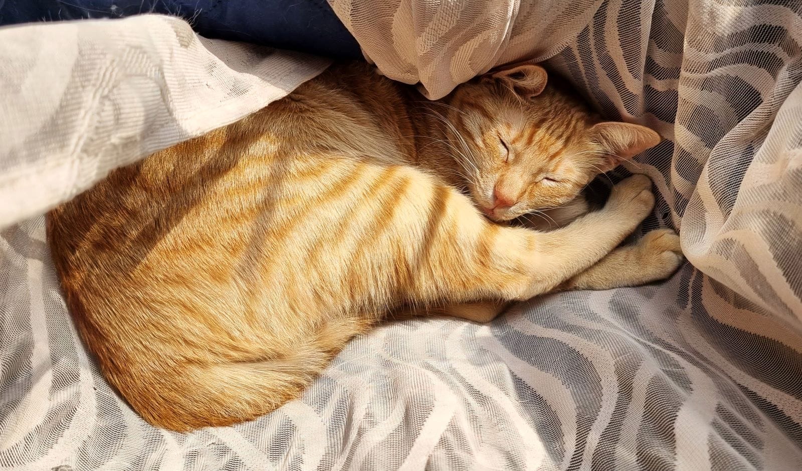 Researchers Engineer Cat Parasite For Breakthrough Brain Treatment‌
‌