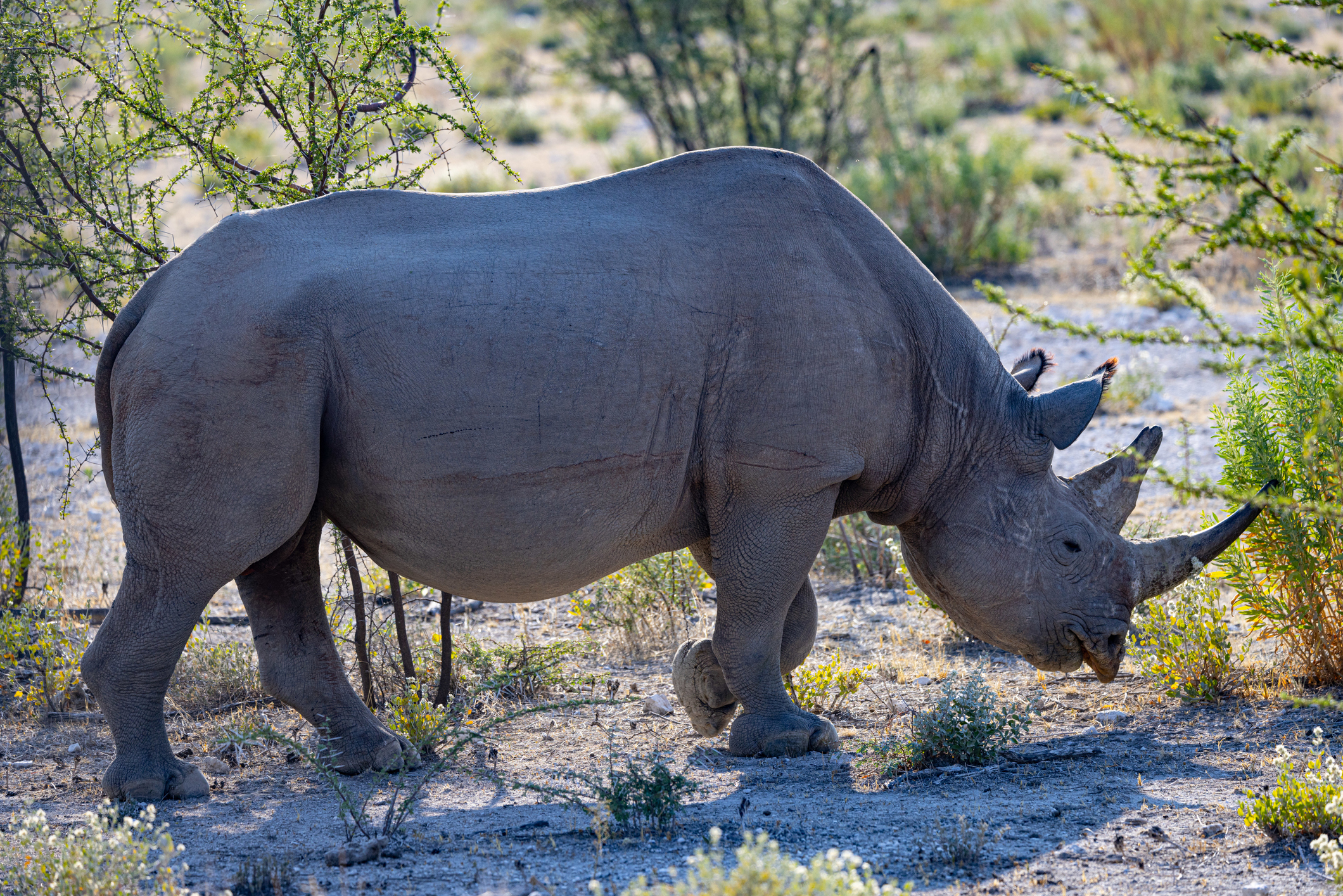 Critically Endangered Rhino Gives Birth to Healthy Calf