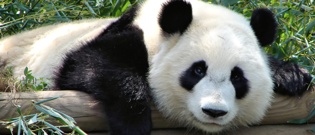 Panda Conservation Projects Backfiring After American Zoos Dished Out Millions To China