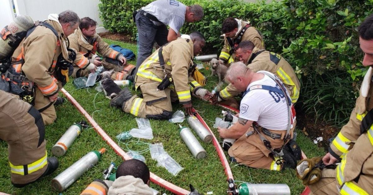 Florida Firefighters Rescue 7 Pups from Unoccupied Home – Cause of Fire Unknown