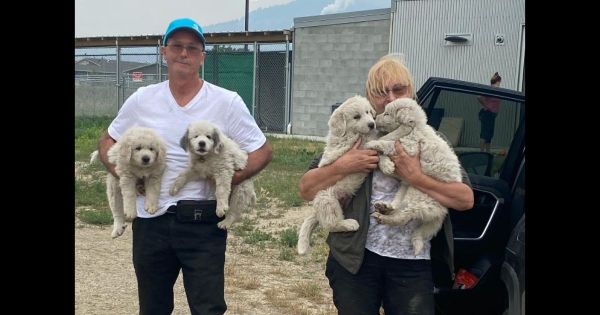 Community Comes Together to Help Couple Rescue Pets Left Behind After Wildfire Took Everything