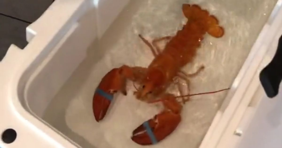 Rare Lobster Saved from Seafood Restaurant Becomes an Instant 'Shellebrity'