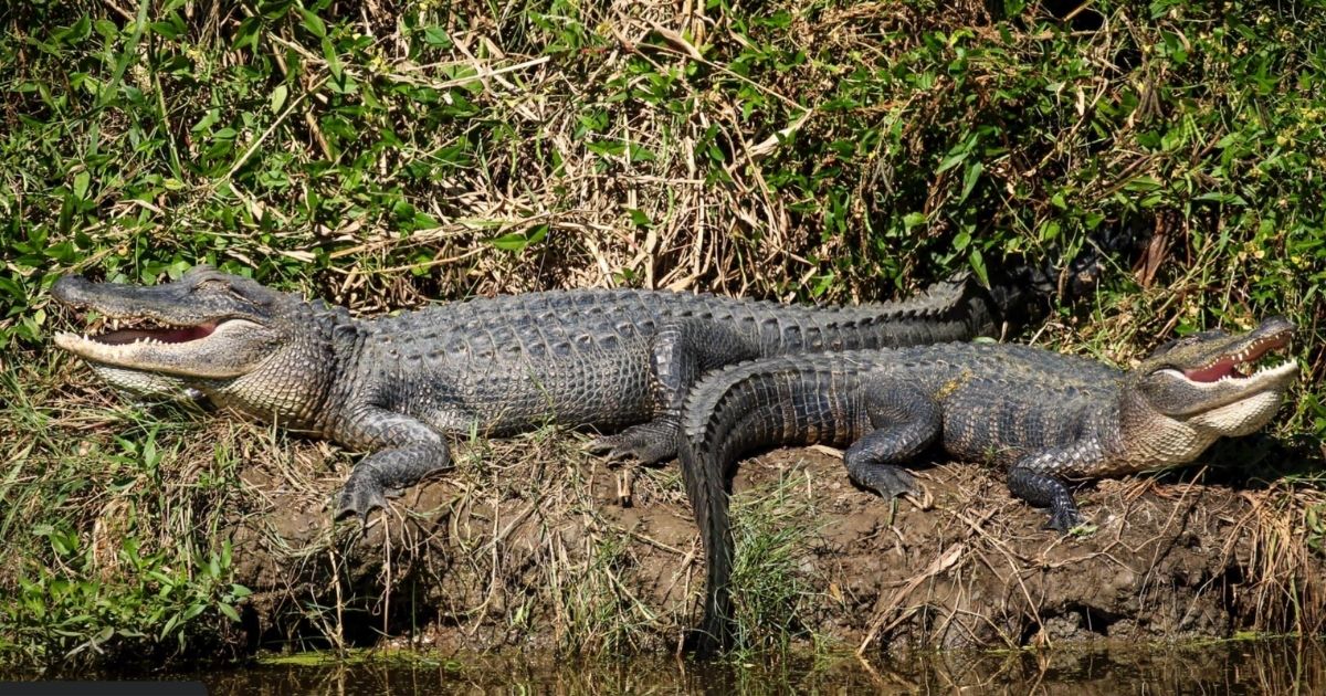 Man Watching Alligators in Louisiana Canal Hears Child Scream for Help, Rushes to Save Him