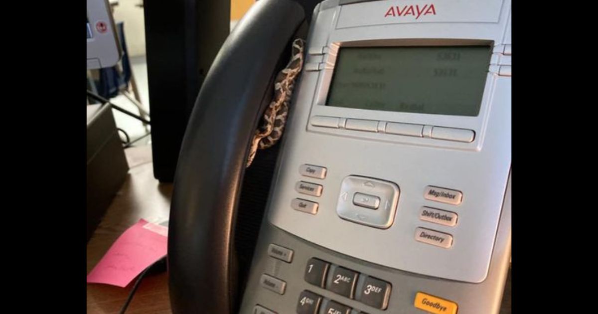 Raining Snakes and Mice: Teacher Says He's 'Living the Dream' as Vermin Drop from Classroom Ceiling