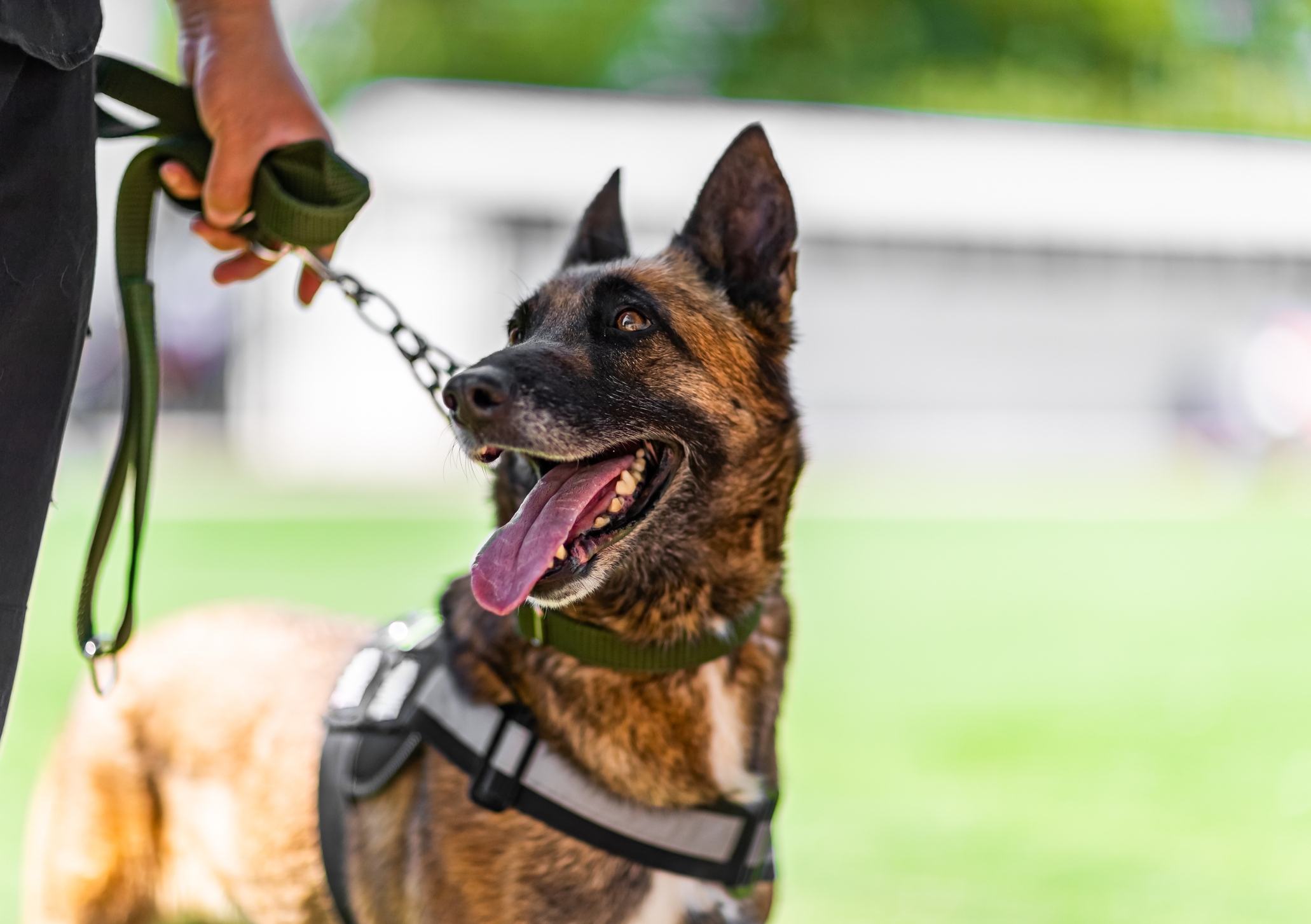 Veteran Starts Charity for Service Dogs in Memory of His Companion, Kaya
