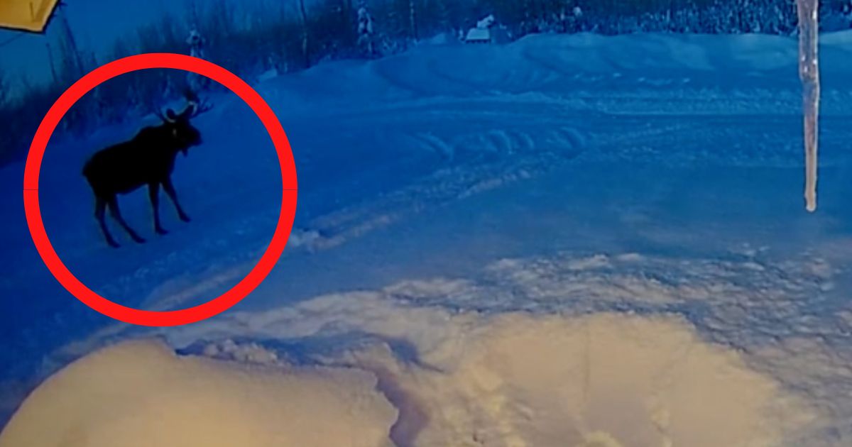 18 Million Views: ‘One-in-a-Million Occurrence’ Caught on Camera in Alaska – ‘Dude, You’ve Got to Watch it for Yourself!’