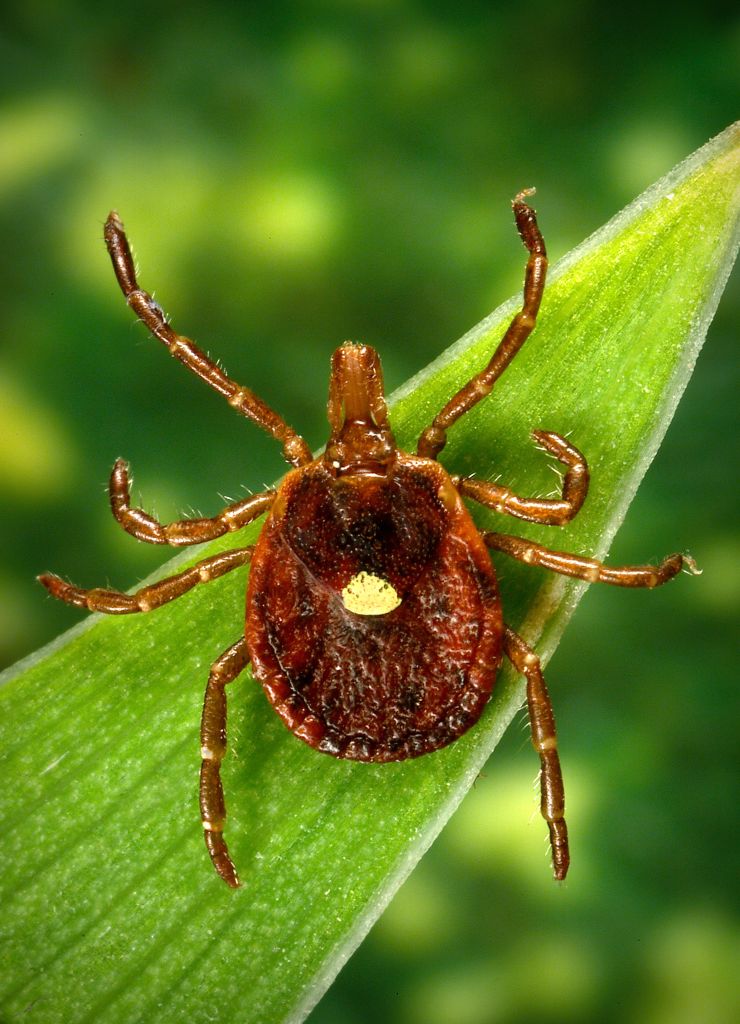 Researchers Report First Known Death Linked to Tick-Triggered Meat Allergy