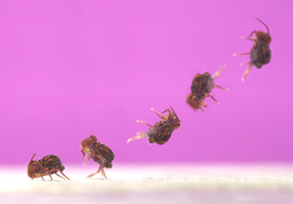 Why Scientists Say This Backflipping Bug Is Sonic The Hedgehog IRL