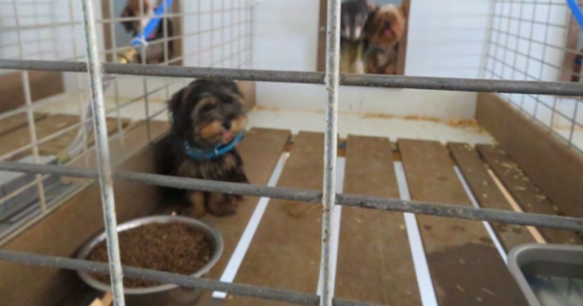 Over 500 Dogs Rescued from Breeder in Sickening Case