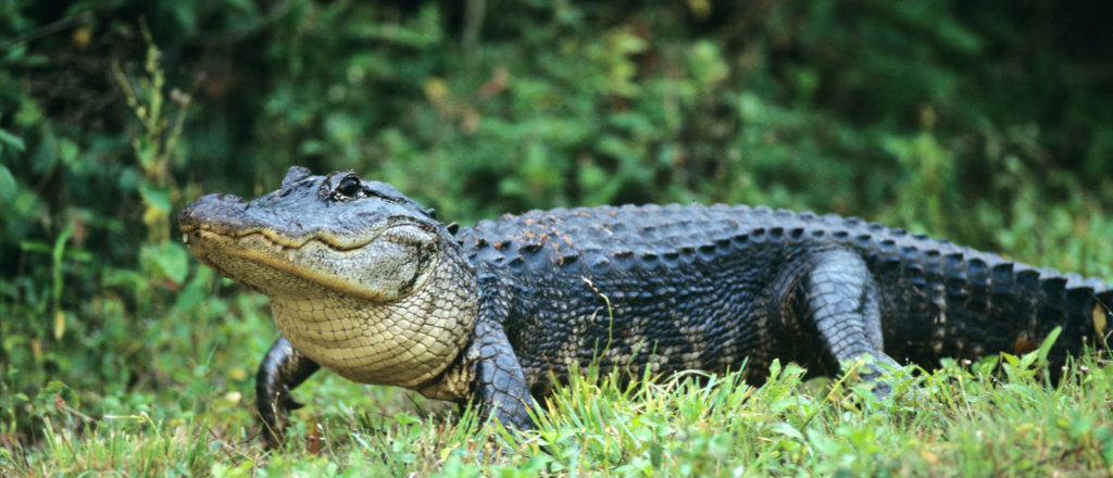 Environmental Groups Sue To Block ‘Alligator Alcatraz’ Detention Center