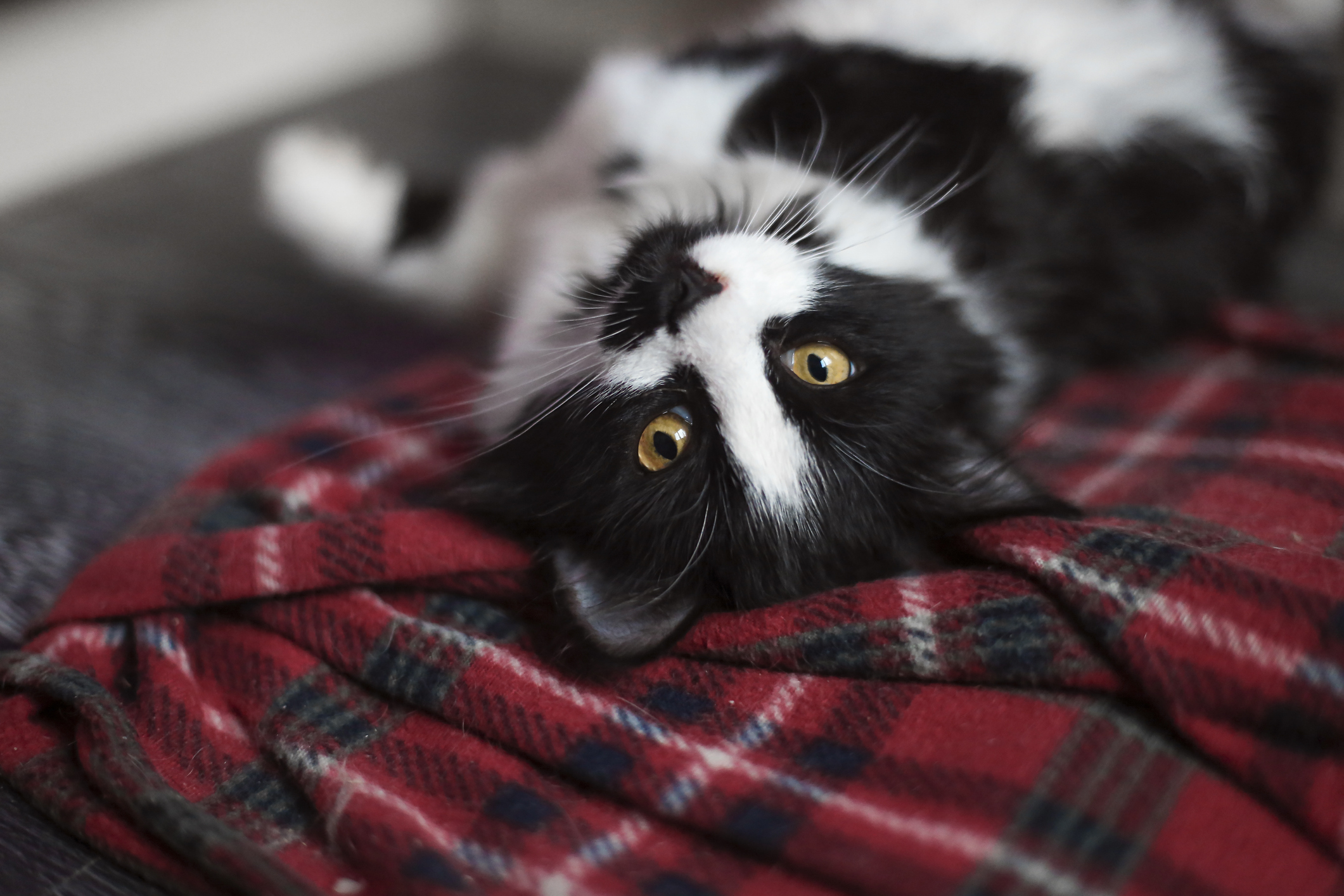 Missing Cat Reunited With Family After Home Collapsed in Alaskan River