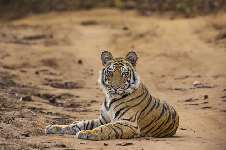 Interpol Operation Thunder 2025 Rescues 30,000 Animals, Seizes Record Wildlife Trafficking Haul