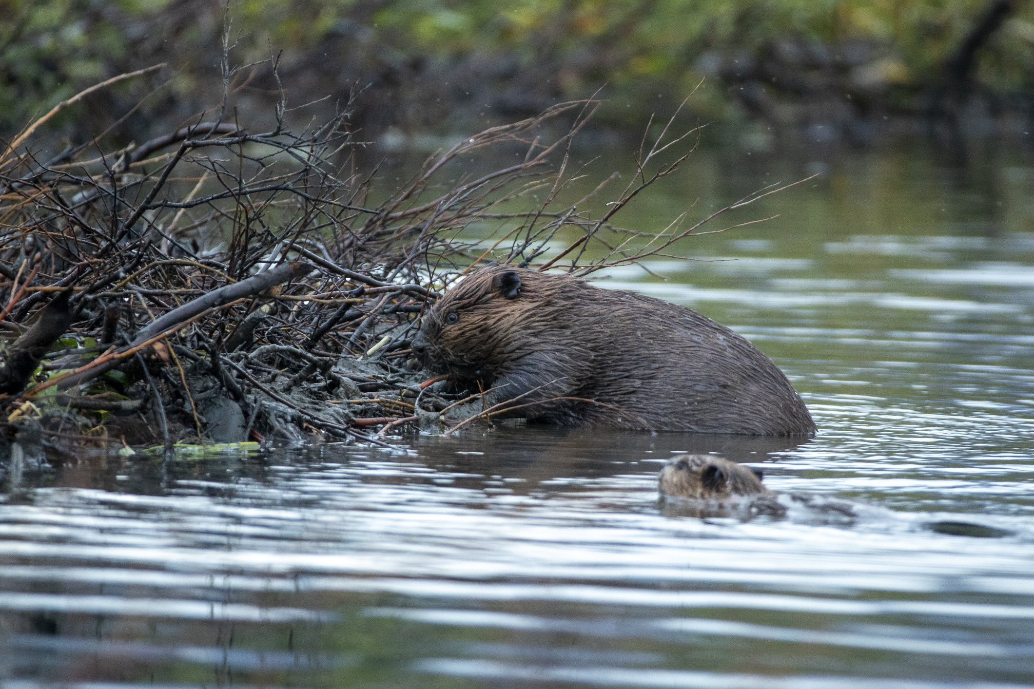 First Baby Beaver Born in London in an Estimated 400 Years