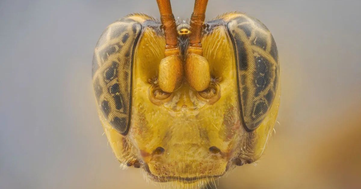 Giant-Headed Wasp Found in Amazon and Everything About It Is Terrifying