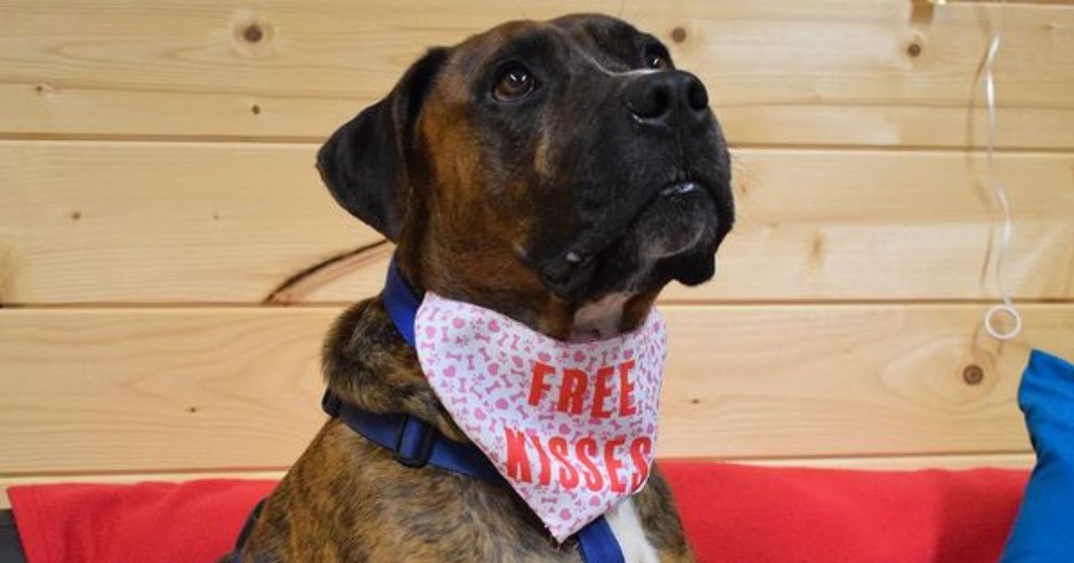 Dog Stood Up at Valentine's Adoption Meet-and-Greet Finally Finds Home After 225 Days at Shelter