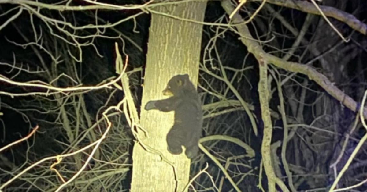 Police Perform Unusual Rescue After Mama Bear and Two Cubs Are Hit by Car