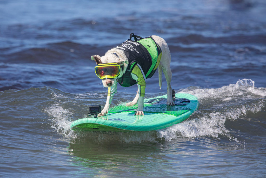 The Pictures Are Amazing: California Surfing Competitors Are Actually Adorable Dogs