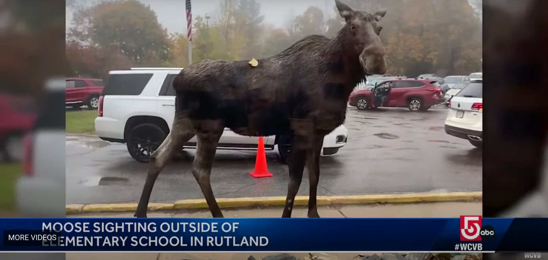 Massachusetts Moose Goes Through School Drop-Off, Even Uses the Cross Walk