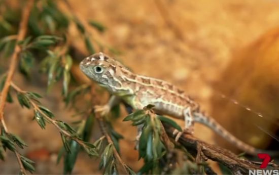 Dragon Feared Extinct Found in the Wild After 50 Years