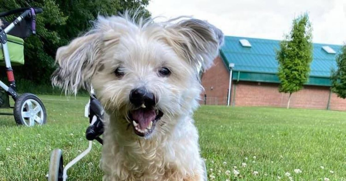Paralyzed Dog, 8, Found Alone on the Streets, Now Seeking Forever Home