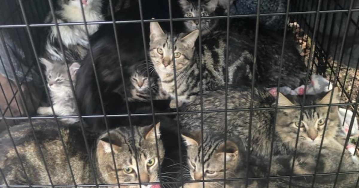 Week-Old Kittens and Adult Cats Dumped Near River, Crammed Into Crate without Food or Water