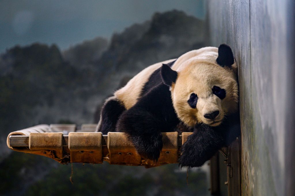 National Zoo’s Pandas Depart for China, Marking End of More Than 50-Year Program
