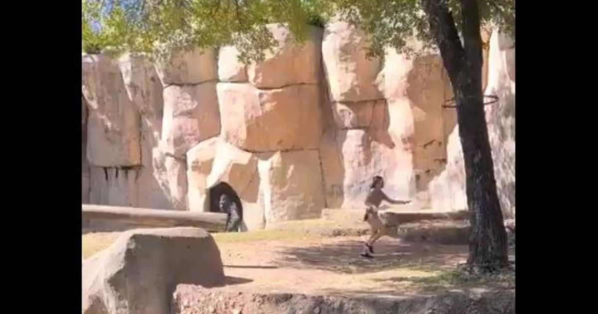 Horror at Texas Zoo as Full-Grown Silverback Traps Two People, But After Onlookers Begin Praying Something Amazing Happens