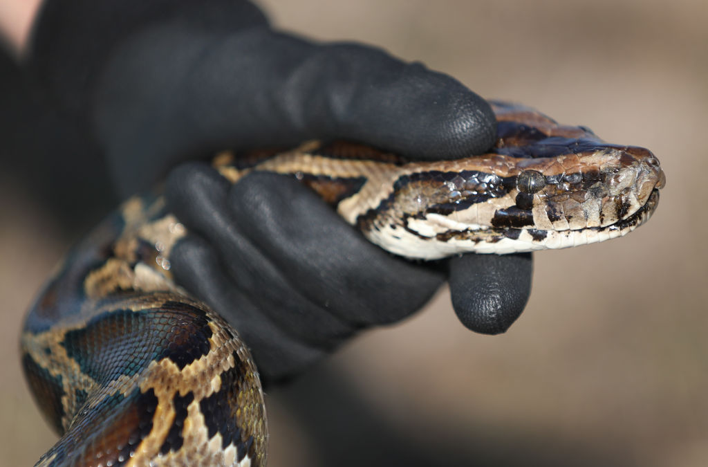 Robo-Bunnies Unleashed In Florida Everglades To Hunt Burmese Pythons