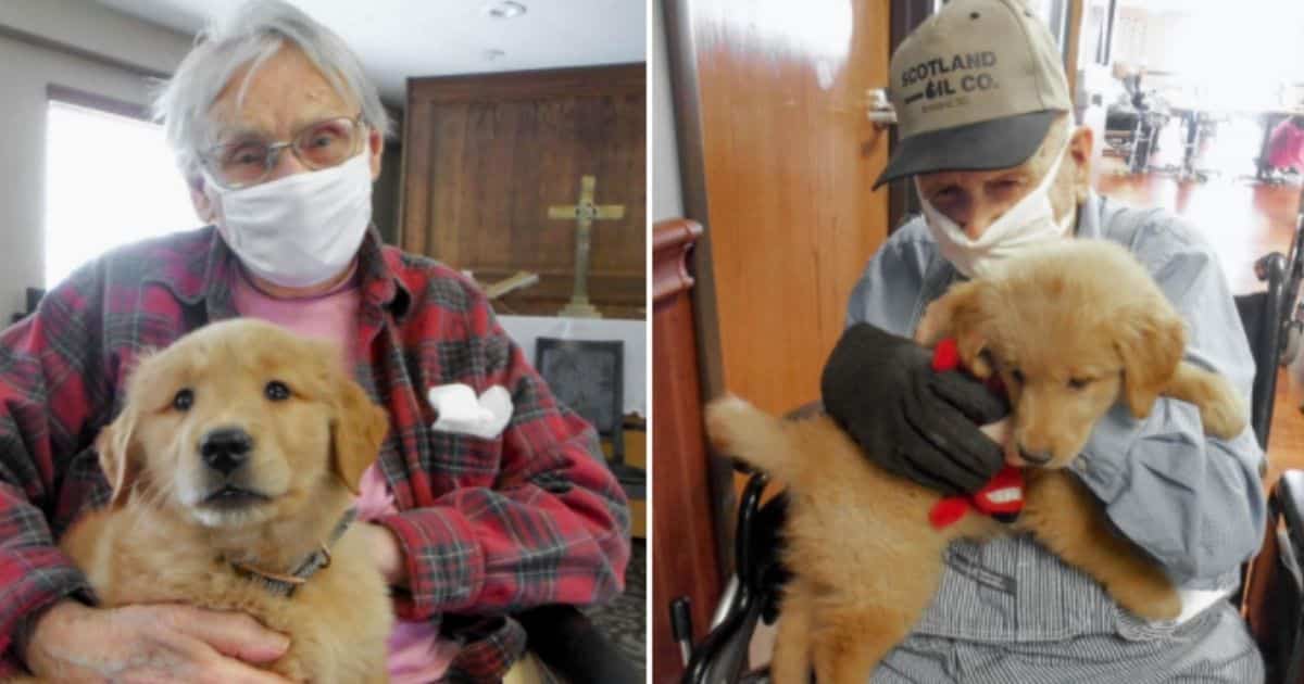 Golden Retriever Puppy Comforts Elderly Care Facility Residents Who Can't Visit with Family