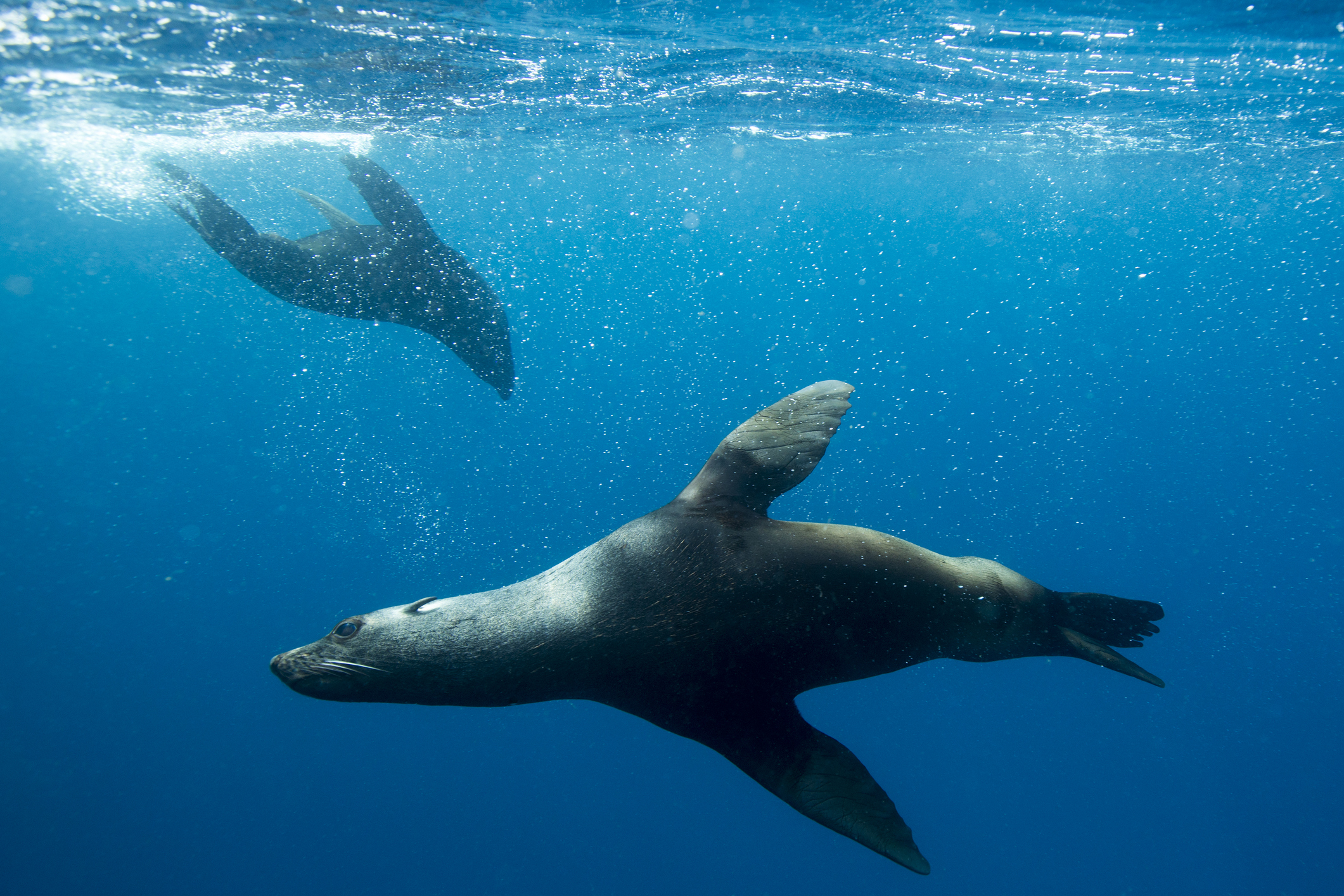 Marine Animal Rescue Volunteer Awarded for Rescuing 1,000 Seals and Founding a Seal Hospital