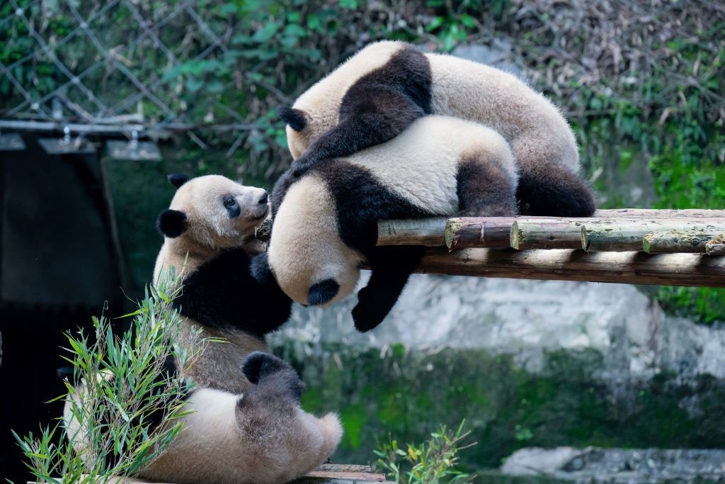 Xi Jinping Hints at Sending More Pandas to US
