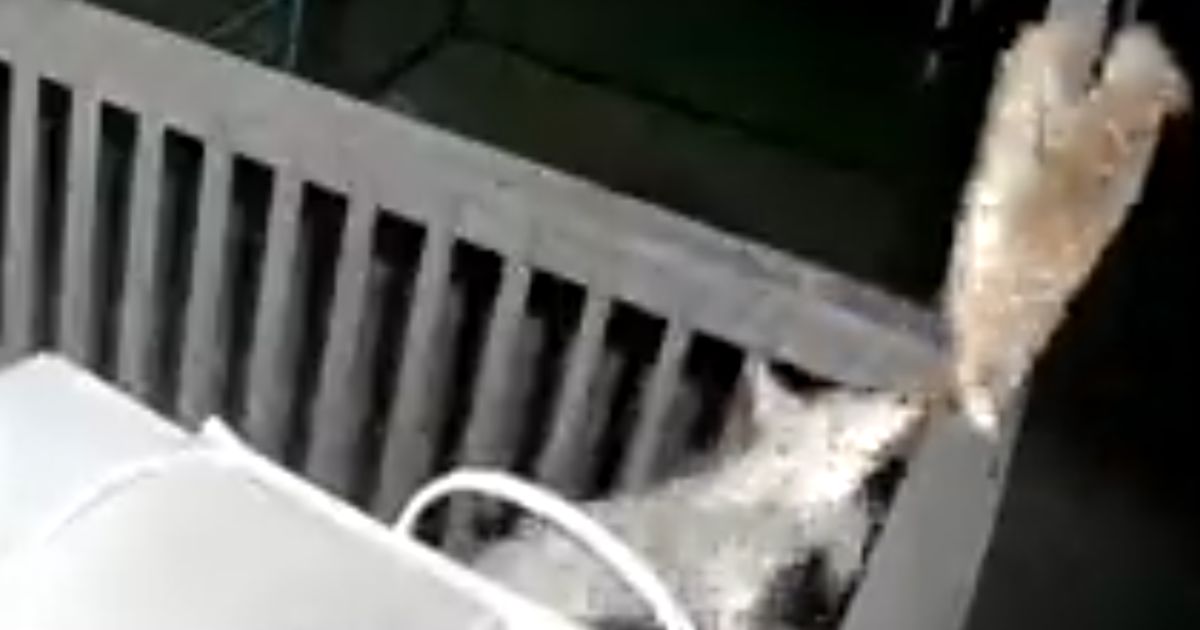 A Warning To Pet Owners: Man Shares Video Of 'Close Call' Encounter between Coyote and Cat