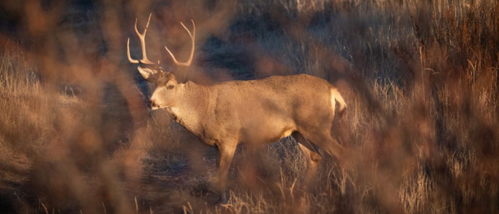 ‘Driven Off Of Emotion’: Blue State Hunters Slam Environmental Initiative To Curtail ‘Trophy Hunting’