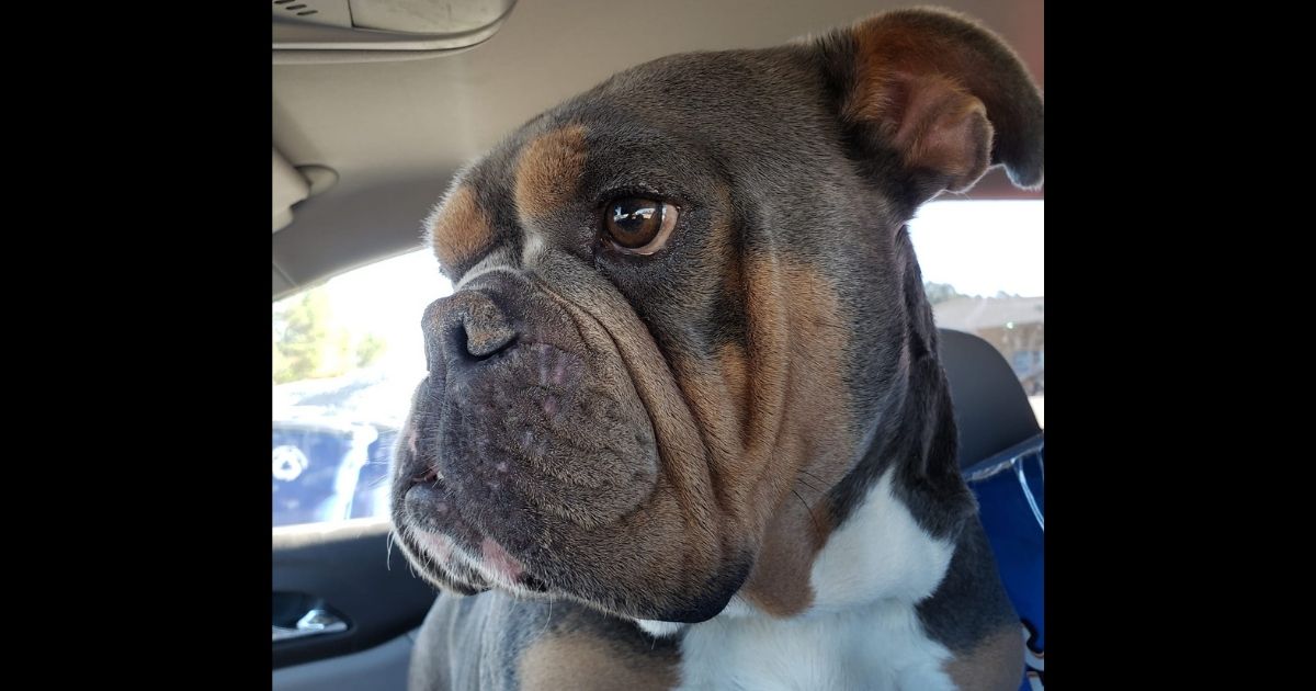 Students Find Dog Missing for Five Years from States Away: Reunion Is a 'Once-In-A-Lifetime' Story
