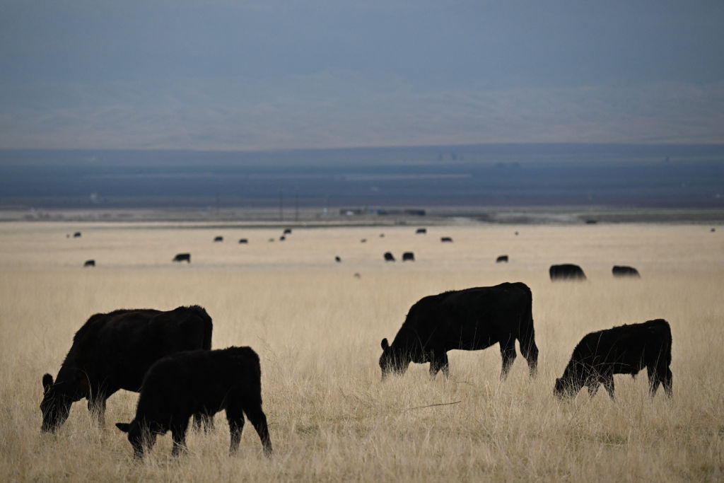 Americans Keep Buying Beef as Prices Hit Record Highs