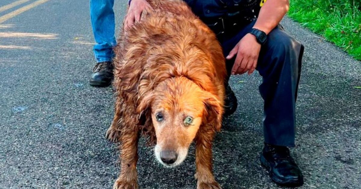 Officer Crawls Into Drain Pipe to Rescue 13-Year-Old Golden Retriever That Had Been Missing for Days