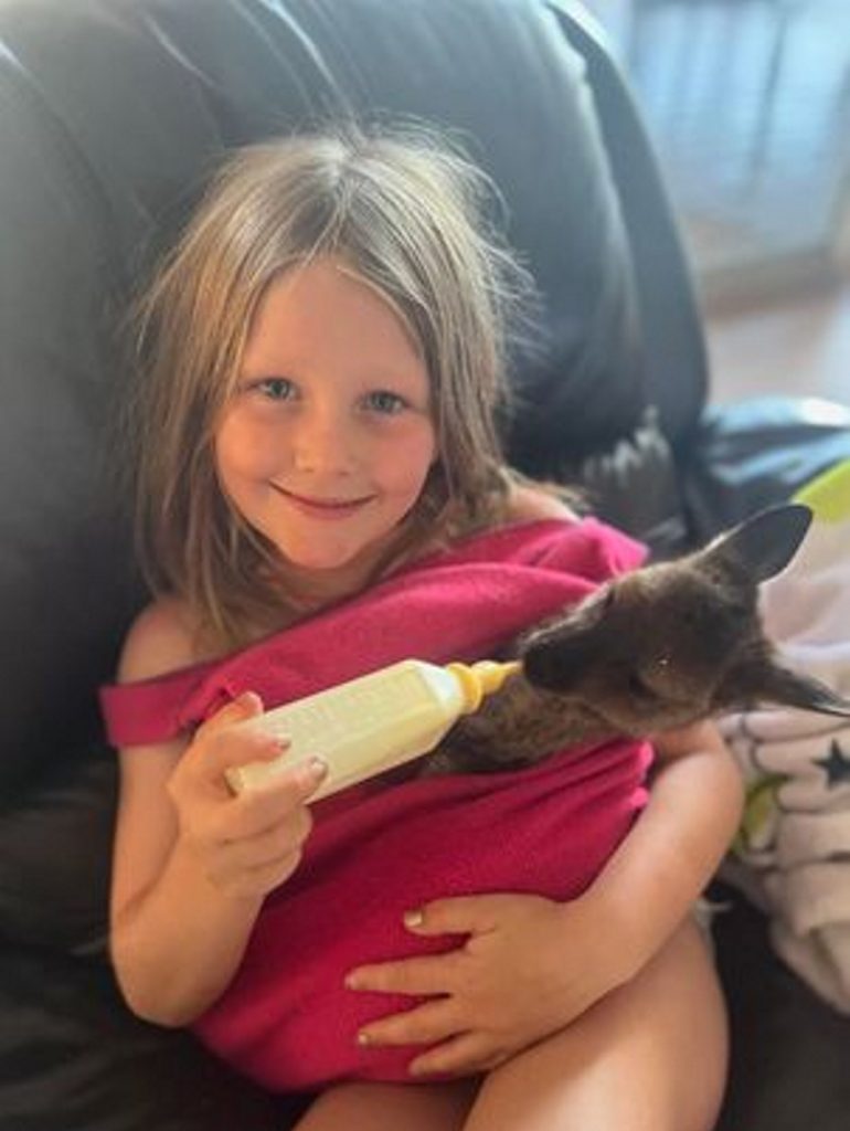 Orphaned Baby Kangaroo Rescued And Raised By Australian Family‌