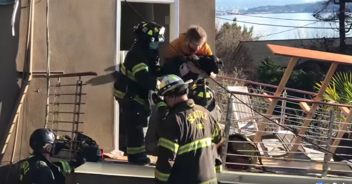 Firefighters Pull Off Successful Rescue of Family Pet 6 Days After Mudslide