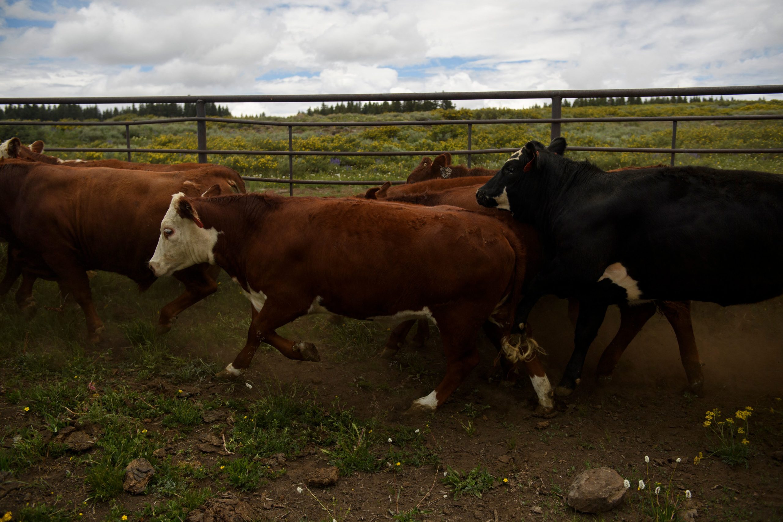 Mystery Creature Kills Dozens of Cattle in Colorado, No Trace of Any Tracks Left Behind: ‘It’s Perplexing’