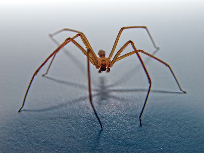 Father of Boy Found Dead in Spider-Filled Home Sentenced to 10 Years in Prison
