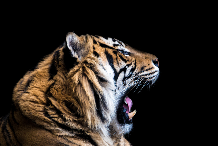 Zoo Asks People to Donate Pets to Feed Large Predators