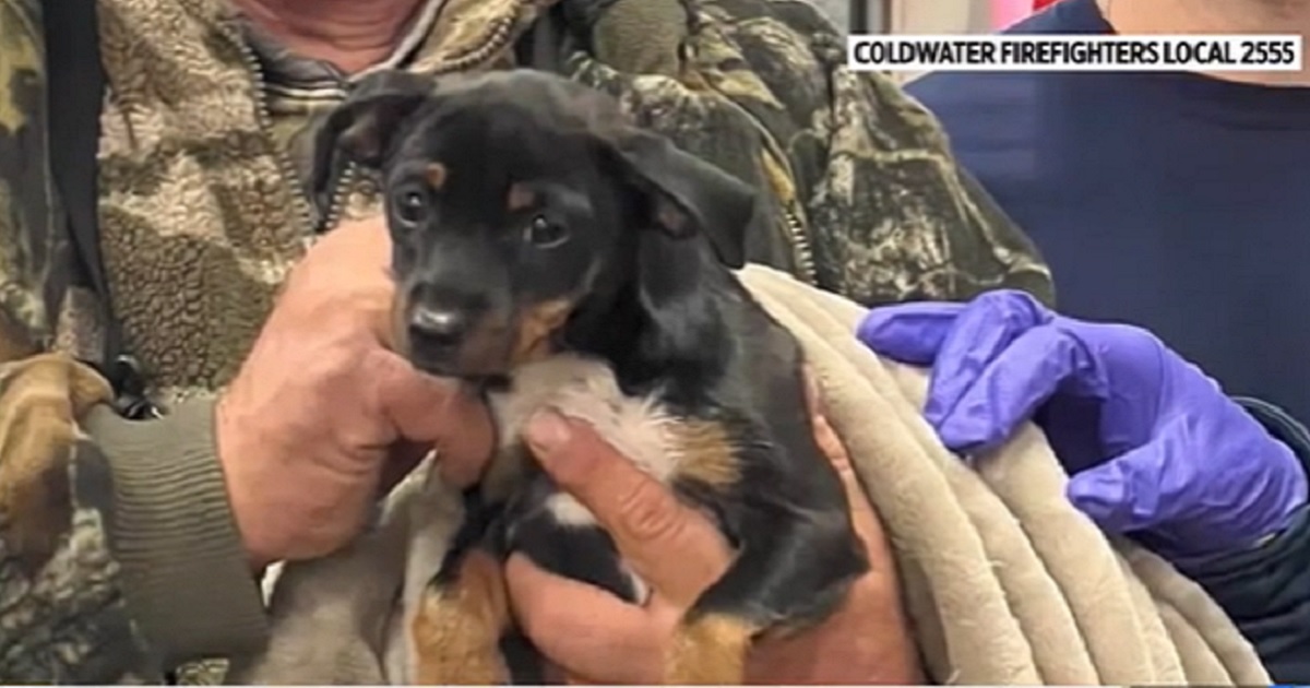 Puppy Overdoses on Fentanyl, Firefighters Step In to Save the Day