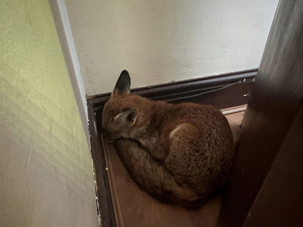 Fox Found Asleep In Family’s Living Room Startles Rescue Team‌
‌